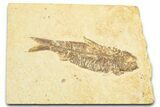Detailed Fossil Fish (Knightia) - Wyoming #329581-1